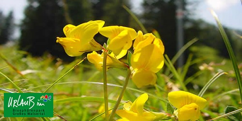 Grosses Walsertal: Urlaub im Biosphrenpark